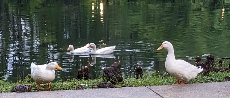 ducks