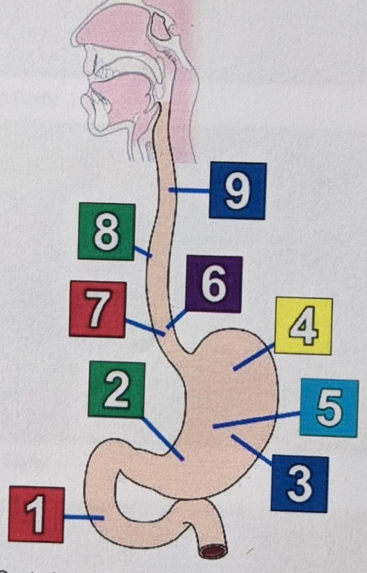 GI diagram