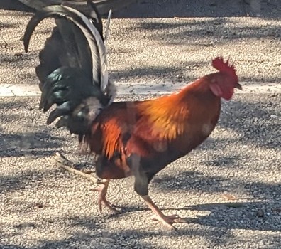 Rooster