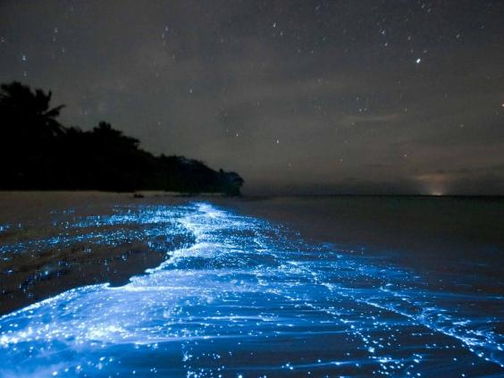 Bioluminescence